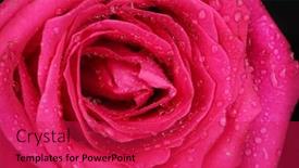  Presentation with pink black - Beautiful presentation featuring beautiful pink rose on black background close-up backdrop and a red colored foreground