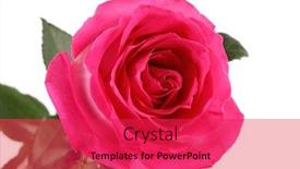  Presentation with pink rose - Beautiful presentation theme featuring beautiful pink rose on white background backdrop and a red colored foreground