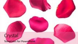  Presentation with pink rose petals - Slide set with beautiful pink rose petals isolated on white background and a coral colored foreground