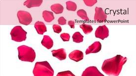  Presentation with pink rose petals - Presentation consisting of beautiful pink rose petals isolated background and a coral colored foreground