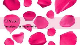  Presentation with pink rose petals - Cool new presentation design with beautiful pink rose petals isolated on white backdrop and a coral colored foreground