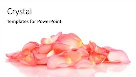  Presentation with pink rose petals - Presentation theme featuring beautiful pink rose petals isolated background and a white colored foreground