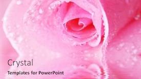  Presentation with reflecting - Theme with beautiful pink rose reflecting in water background and a lemonade colored foreground