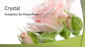  Presentation with singled green pink rose - Audience pleasing PPT theme consisting of beautiful pink rose with buds backdrop and a sky blue colored foreground