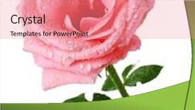  Presentation with pink rose - Amazing PPT layouts having beautiful pink rose with drops isolated on white backdrop and a coral colored foreground