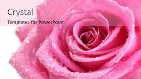  Presentation with pink rose - Slide set having beautiful-pink-rose-with-drops background and a coral colored foreground
