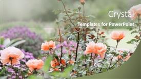  Presentation with nature art - Presentation theme consisting of beautiful-pink-roses-blooming background and a gray colored foreground