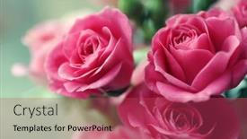  Presentation with pink roses - Presentation design with beautiful pink roses close up background and a red colored foreground