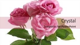  Presentation with pink colour - Cool new presentation theme with beautiful pink roses isolated backdrop and a coral colored foreground