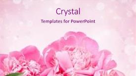  Presentation with pink roses - Presentation theme featuring beautiful pink roses on bokeh background background and a pink colored foreground