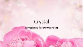  Presentation with pink roses - Audience pleasing presentation consisting of birthday invitation - beautiful pink roses on bokeh backdrop and a pink colored foreground