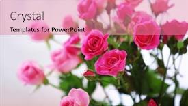  Presentation with light roses - Slides with beautiful pink roses on light background background and a coral colored foreground