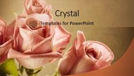  Presentation with flower vintage - Presentation with beautiful pink roses vintage styled background and a coral colored foreground
