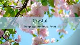  Presentation with blooming lotus flower of pink - PPT theme having beautiful pink sakura flowers spring background and a light blue colored foreground