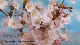  Presentation with pink sky - Presentation theme featuring beautiful-pink-spring-cherry-blossoms background and a coral colored foreground