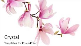  Presentation with magnolia - PPT theme with beautiful pink spring magnolia flowers background and a white colored foreground