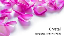  Presentation with pink rose petals - Presentation design featuring kha gai or thai chicken background and a ocean colored foreground