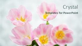  Presentation with beautiful spring flowers - Colorful presentation enhanced with beautiful-pink-tulip-flowers-soft backdrop and a sky blue colored foreground