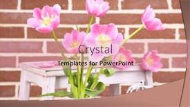  Presentation with tulips - Presentation consisting of beautiful pink tulips on brick wall background background and a lemonade colored foreground