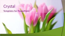  Presentation with light pink - PPT theme with beautiful pink tulips on light background and a  colored foreground
