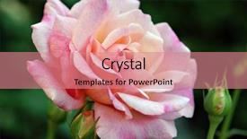  Presentation with pink rose - Beautiful presentation theme featuring beautiful pink variegated rose with rosebuds close-up with shallow dof backdrop and a coral colored foreground