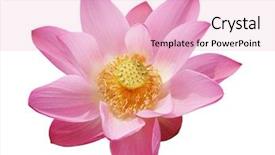  Presentation with lily flower - Colorful presentation enhanced with beautiful pink water lily isolated backdrop and a lemonade colored foreground