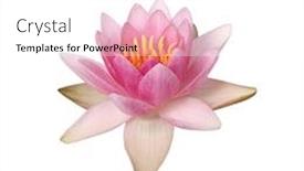  Presentation with lily lotus flower water - Slide deck consisting of beautiful-pink-water-lily-isolated background and a white colored foreground