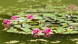  Presentation with lotus water - Presentation theme having beautiful pink water lily lotus background and a gold colored foreground