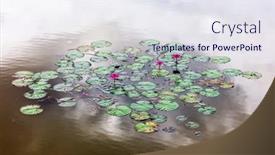  Presentation with lily lotus flower water - Slide set having beautiful-pink-water-lily background and a sky blue colored foreground