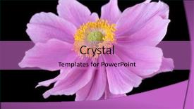  Presentation with pink and purple - Amazing presentation having beautiful pinky purple anemone flower backdrop and a lilac colored foreground