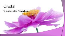  Presentation with purple - Theme enhanced with beautiful pinky purple anemone flower background and a white colored foreground