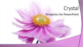  Presentation with pink and purple - Slide deck consisting of beautiful pinky purple anemone flower background and a white colored foreground