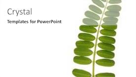  Presentation with writing pen - Presentation theme featuring beautiful-plant-leaves-as-writing background and a white colored foreground