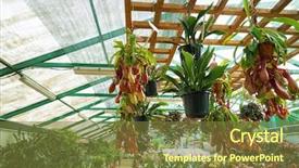  Presentation with plants - PPT theme featuring beautiful-plants-in-pots background and a tawny brown colored foreground