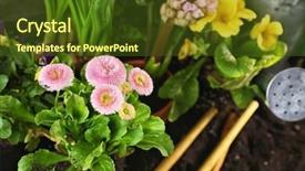  Presentation with blurred plants - Presentation design consisting of beautiful plants in pots on blurred background background and a tawny brown colored foreground