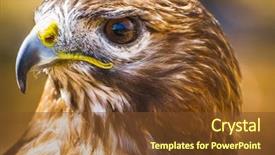  Presentation with eagle - PPT layouts with eagle diurnal bird of prey background and a tawny brown colored foreground