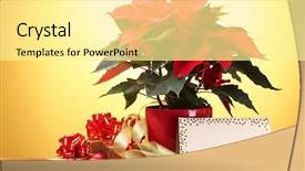  Presentation with postcard - Beautiful presentation theme featuring beautiful poinsettia in flowerpot postcard backdrop and a blonde colored foreground