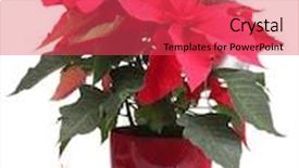  Presentation with white christmas - Amazing slide set having beautiful-poinsettia-with-christmas-balls backdrop and a red colored foreground