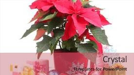  Presentation with christmas balls disco ball - Presentation design consisting of beautiful poinsettia with christmas balls background and a red colored foreground