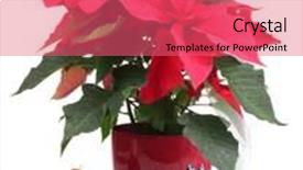  Presentation with white christmas - Beautiful PPT theme featuring beautiful-poinsettia-with-christmas-balls backdrop and a coral colored foreground