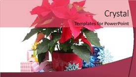  Presentation with christmas presents - Amazing slides having beautiful-poinsettia-with-christmas-balls backdrop and a red colored foreground