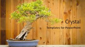  Presentation with bonsai - Cool new presentation with beautiful pomegranate bonsai tree backdrop and a gold colored foreground