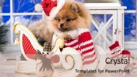  Presentation with dog christmas - Slide deck consisting of beautiful pomeranian puppy dog background and a soft green colored foreground