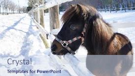  Presentation with zoo - Presentation consisting of beautiful-pony-in-zoo background and a sky blue colored foreground