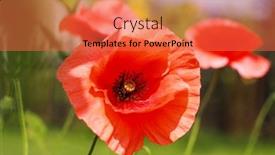  Presentation with poppies - Slides having beautiful-poppies-border background and a red colored foreground