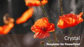  Presentation with poppies - Presentation with beautiful poppies in field background and a tawny brown colored foreground