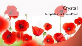  Presentation with free - Theme having beautiful poppy background with free background and a sky blue colored foreground