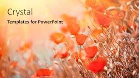  Presentation with summer flowers - Slide set enhanced with beautiful-poppy-flowers-blooming background and a blonde colored foreground