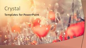  Presentation with beautiful spring flowers - Colorful slide deck enhanced with beautiful-poppy-flowers-blooming backdrop and a blonde colored foreground