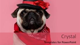  Presentation with pink black - PPT theme consisting of beautiful-portrait-of-a-pug background and a red colored foreground